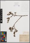 Foto von Salix cinerea L. x Salix nigricans Sm.